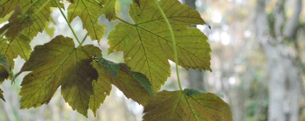 Mynd af frétt Septemberpistill forstjóra 